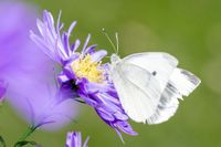 Schmetterling